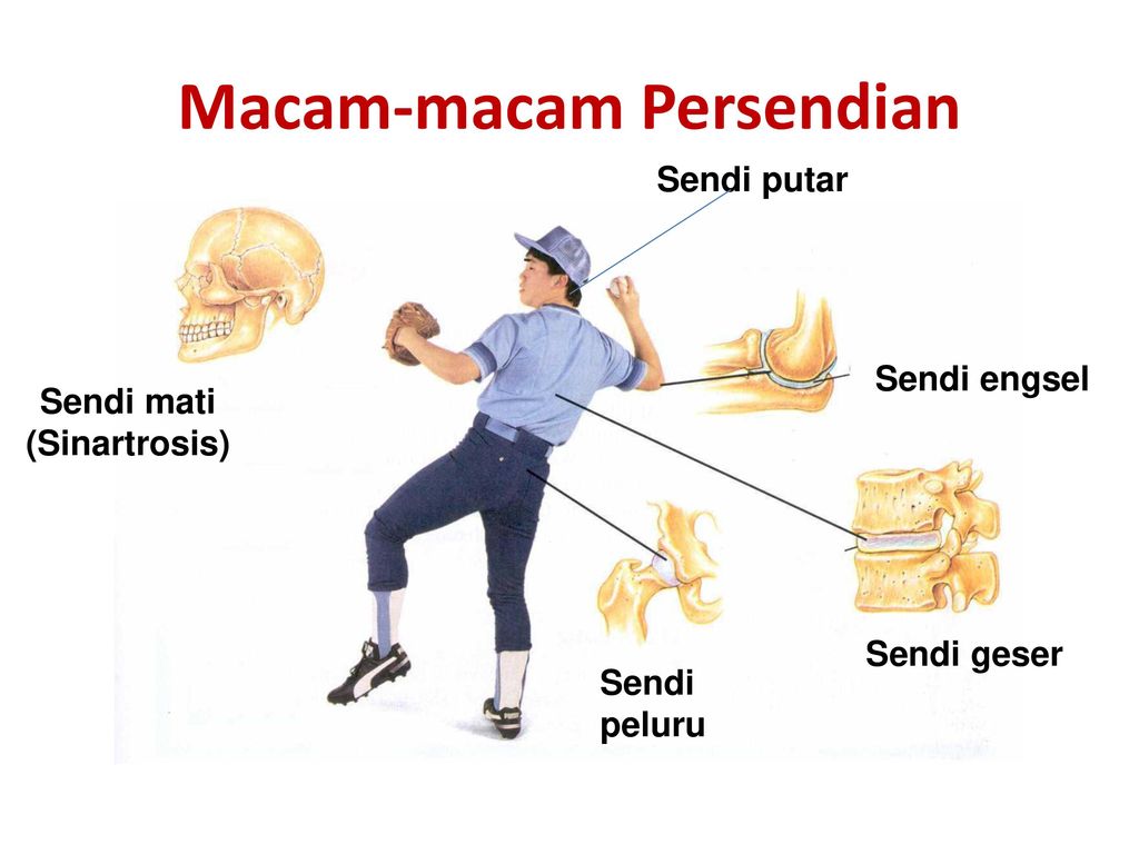 Detail Gambar Sendi Mati Nomer 19
