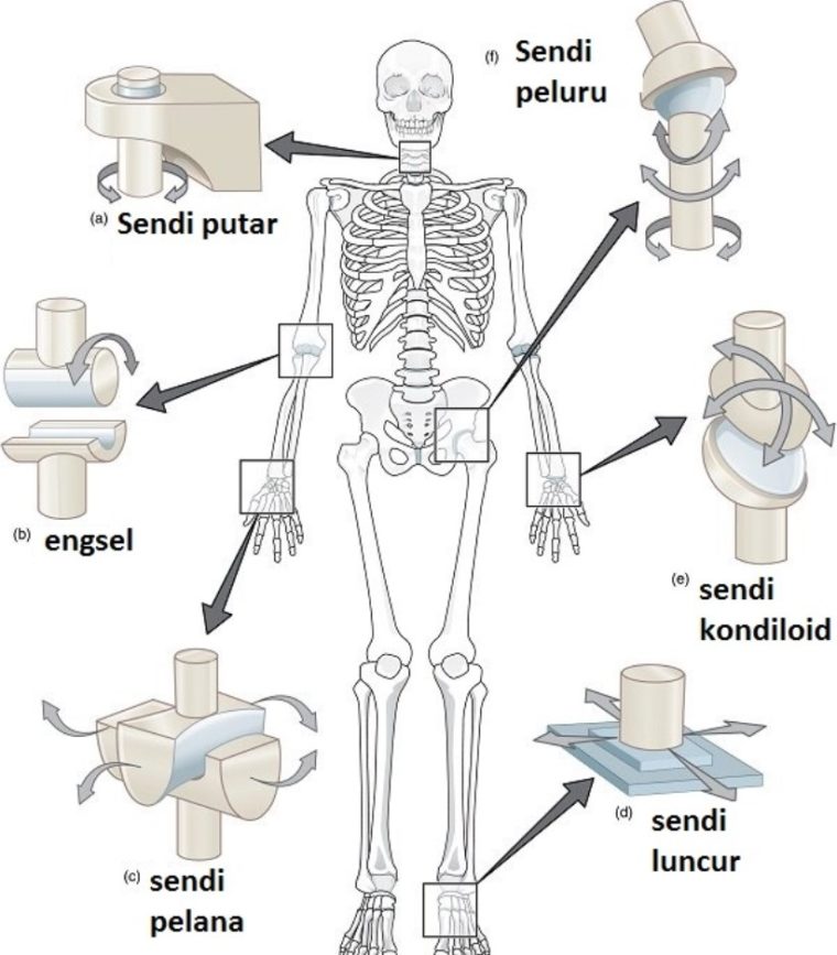 Detail Gambar Sendi Mati Nomer 20