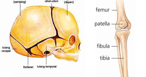 Detail Gambar Sendi Mati Nomer 23