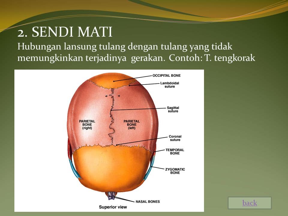 Detail Gambar Sendi Mati Nomer 25