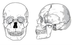 Detail Gambar Sendi Mati Nomer 28