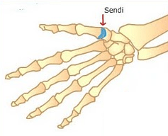 Detail Gambar Sendi Mati Nomer 29