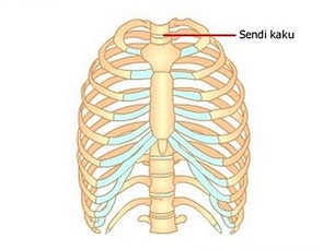 Detail Gambar Sendi Mati Nomer 36