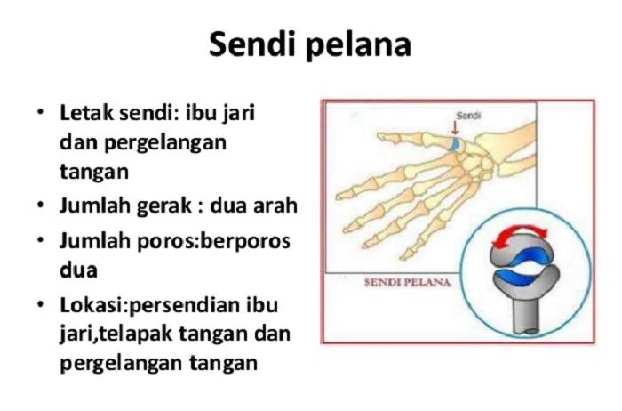 Detail Gambar Sendi Mati Nomer 37