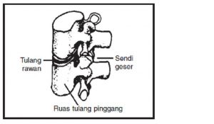 Detail Gambar Sendi Mati Nomer 38