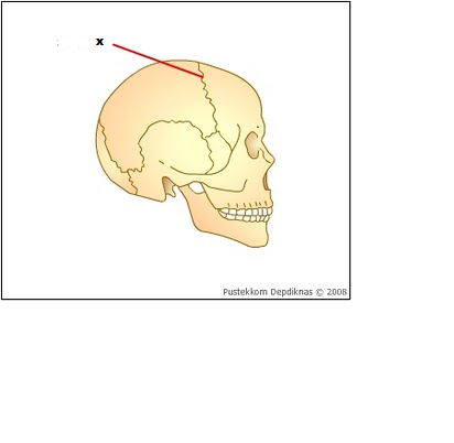 Detail Gambar Sendi Mati Nomer 48