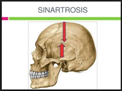 Detail Gambar Sendi Mati Nomer 50