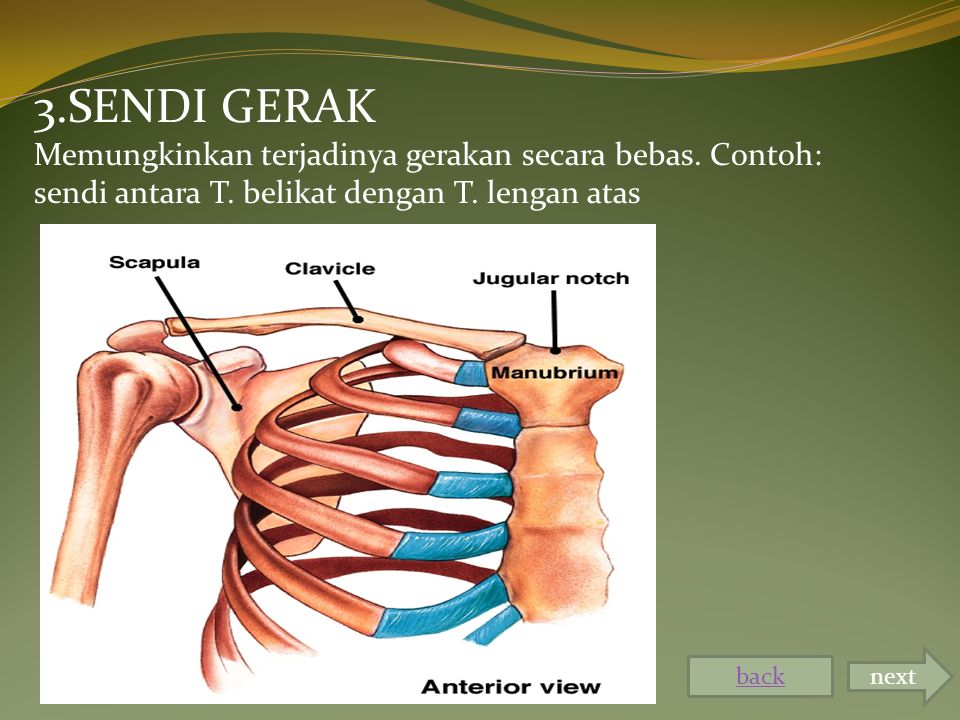 Detail Gambar Sendi Mati Nomer 51