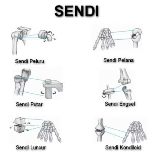 Detail Gambar Sendi Mati Nomer 52