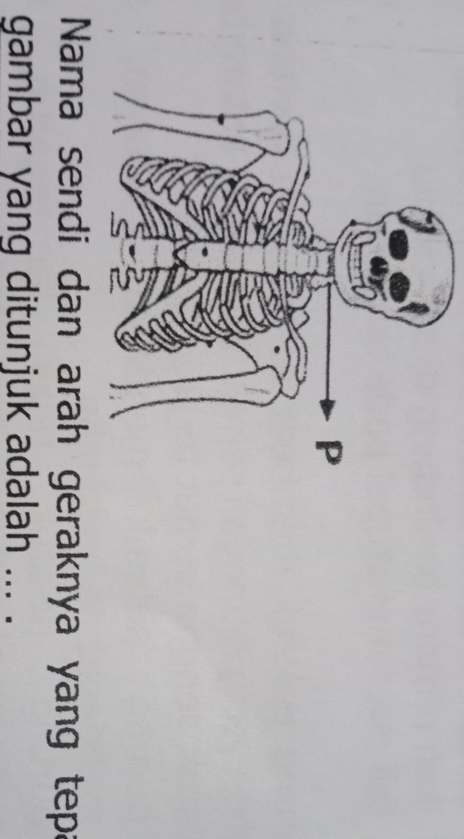 Detail Gambar Sendi Pada Leher Nomer 3