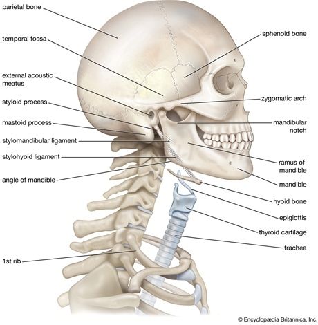 Detail Gambar Sendi Pada Leher Nomer 4