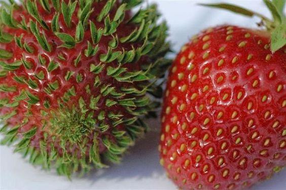 Detail Gambar Senter Gambar Buah Strawberry Nomer 2