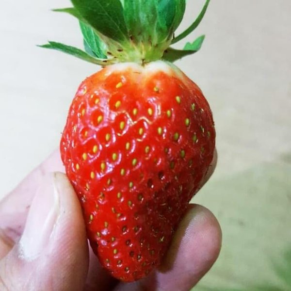 Detail Gambar Senter Gambar Buah Strawberry Nomer 11