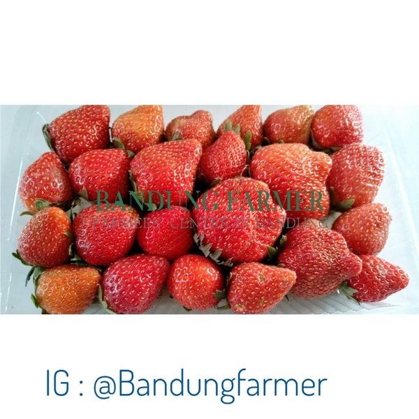 Detail Gambar Senter Gambar Buah Strawberry Nomer 17