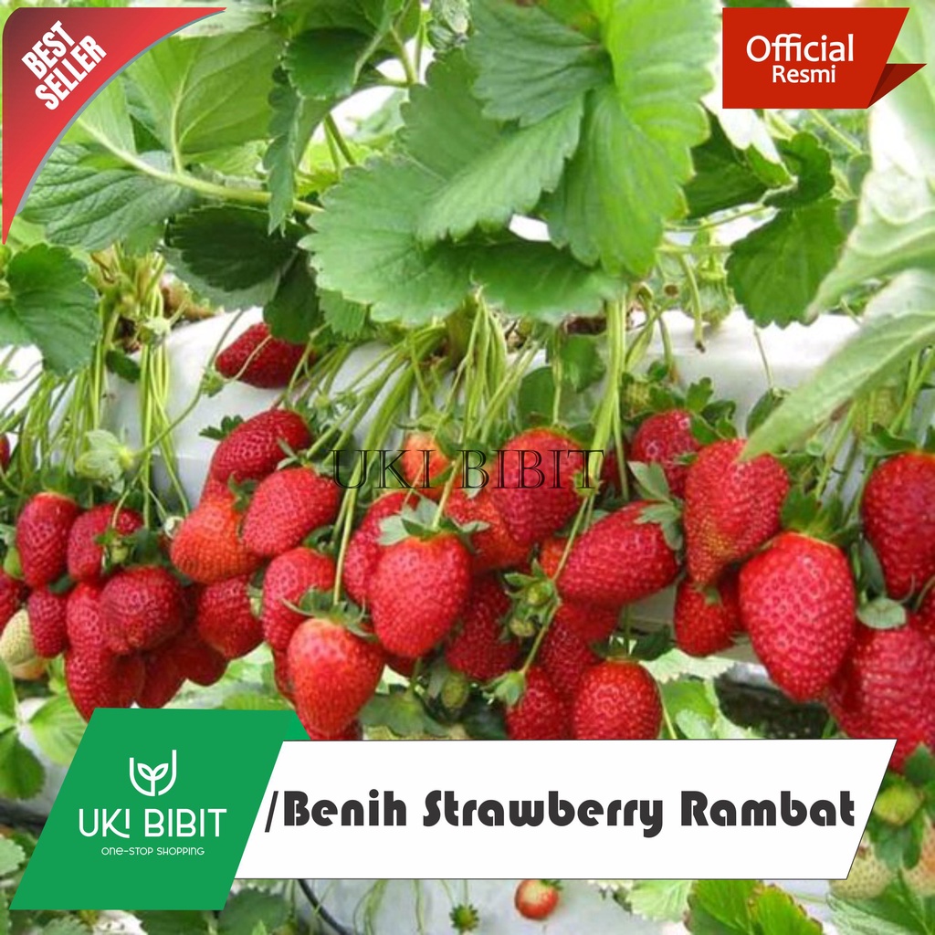 Download Gambar Senter Gambar Buah Strawberry Nomer 18