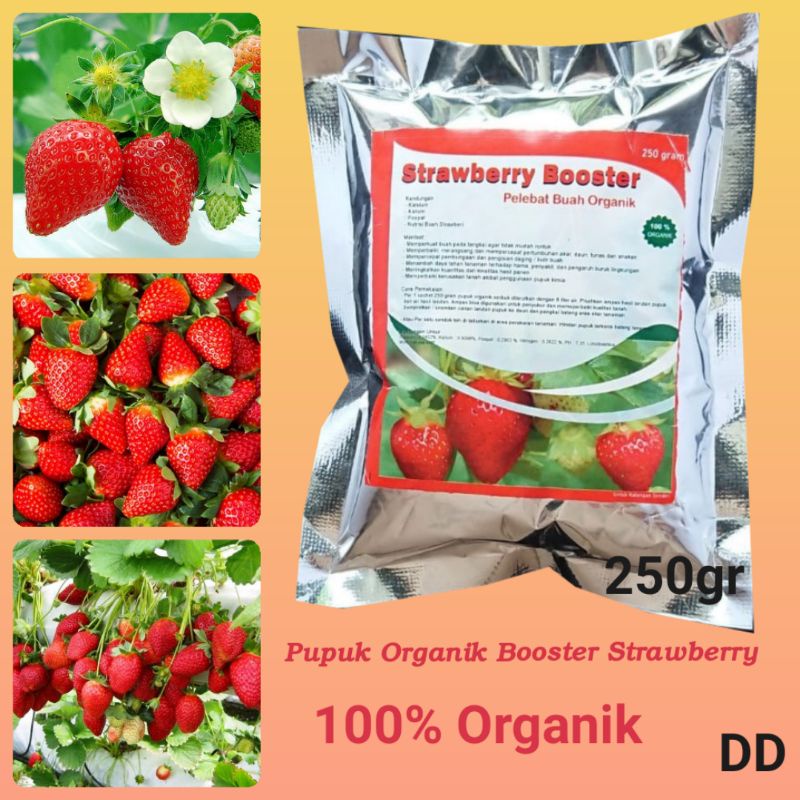 Detail Gambar Senter Gambar Buah Strawberry Nomer 42