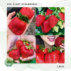 Download Gambar Senter Gambar Buah Strawberry Nomer 7