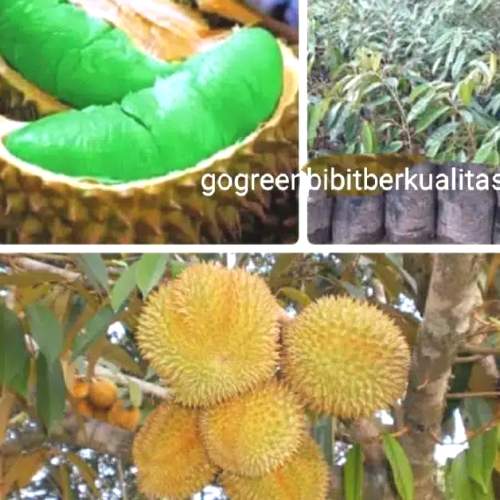 detail-gambar-senter-gambar-durian-koleksi-nomer-5