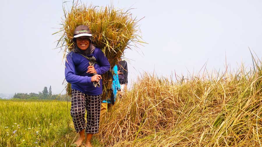 Detail Gambar Seorang Petani Nomer 26