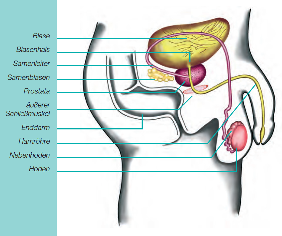 Detail Anatomie Innere Organe Nomer 12