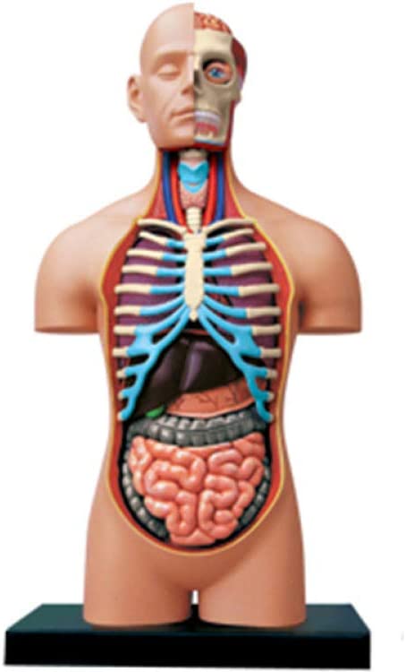 Detail Anatomie Innere Organe Nomer 13