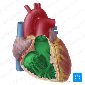 Detail Anatomie Innere Organe Nomer 23