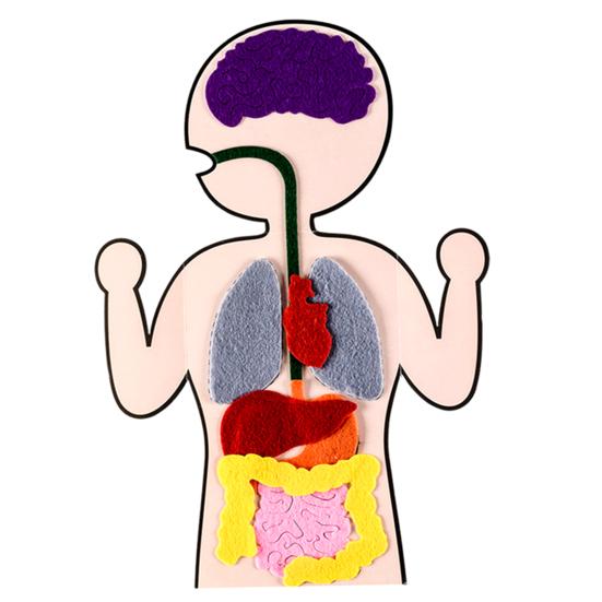 Detail Anatomie Innere Organe Nomer 8