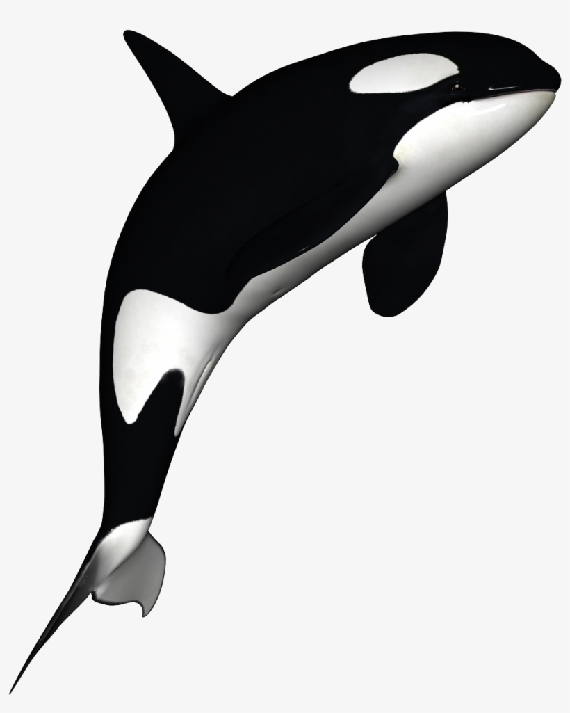 Detail Orca Transparent Nomer 11