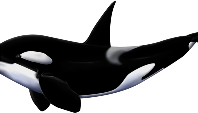 Detail Orca Transparent Nomer 15