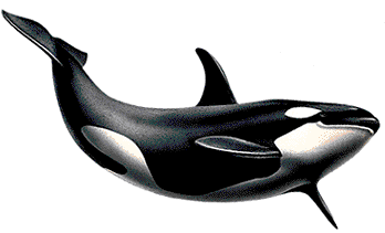 Detail Orca Transparent Nomer 16