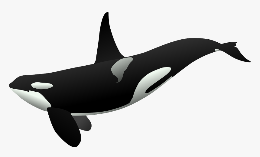 Orca Transparent - KibrisPDR