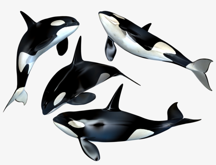 Detail Orca Transparent Nomer 26