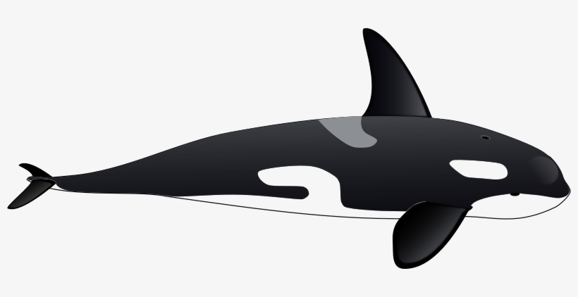 Detail Orca Transparent Nomer 2