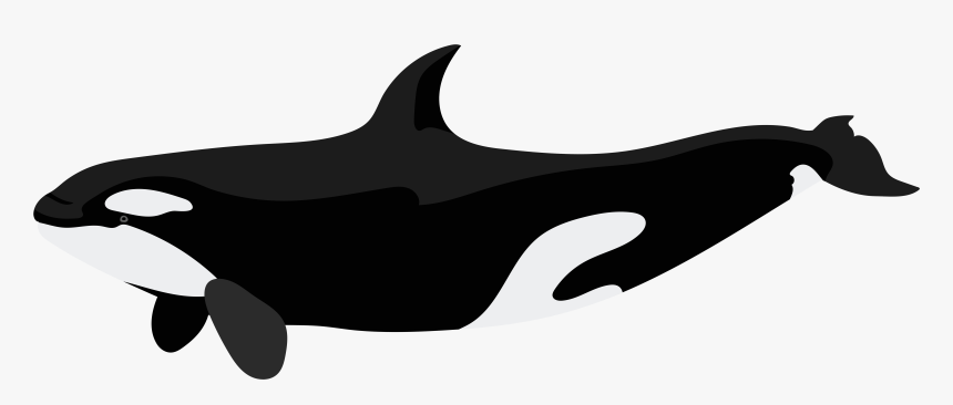 Detail Orca Transparent Nomer 4