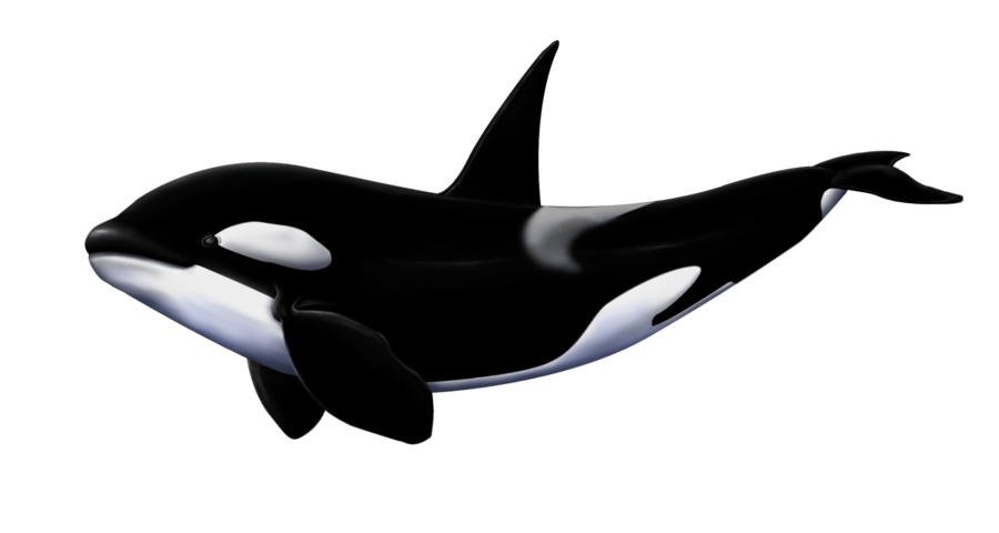 Detail Orca Transparent Nomer 5