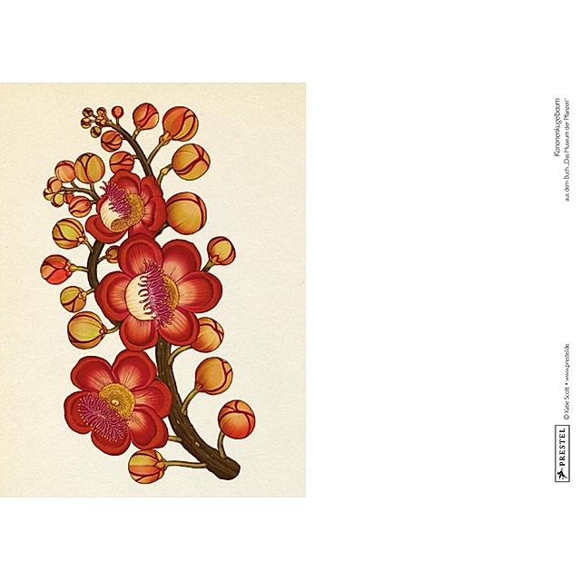 Detail Postkarten Pflanzen Nomer 2