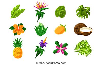 Detail Tropische Pflanze Und Frucht Nomer 5