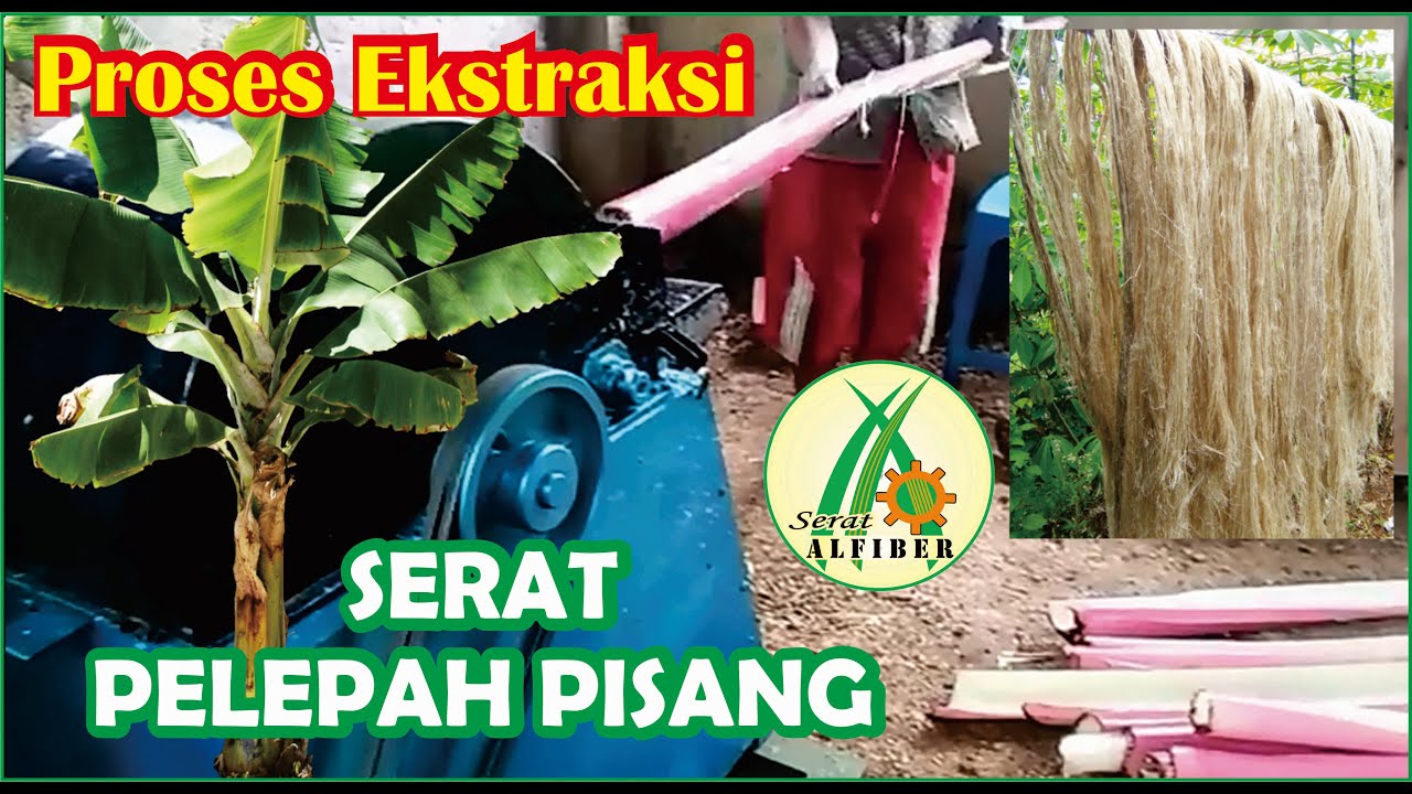 Detail Gambar Serabut Pisang Nomer 42