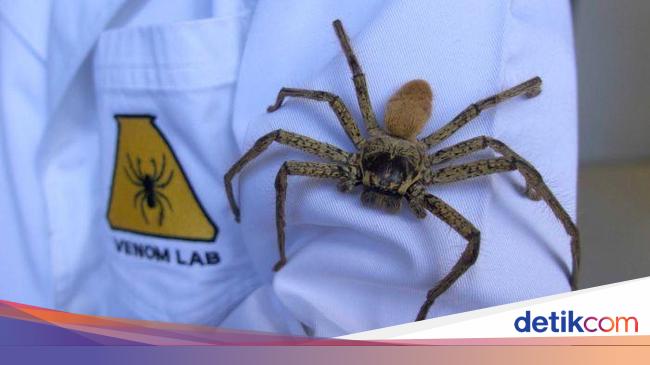 Detail Gambar Serangga Dan Laba Laba Nomer 30