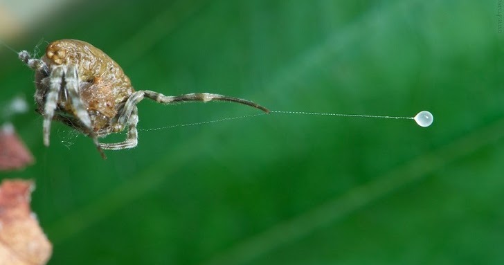 Detail Gambar Serangga Dan Laba Laba Nomer 7