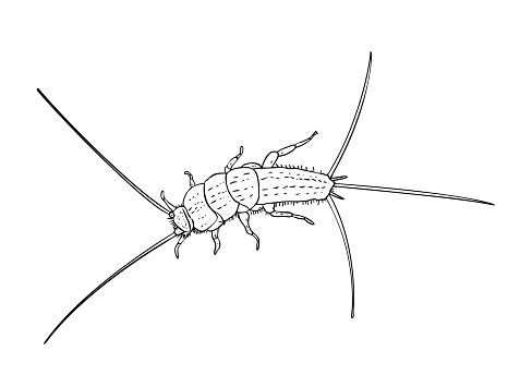 Detail Gambar Serangga Hitam Putih Nomer 7