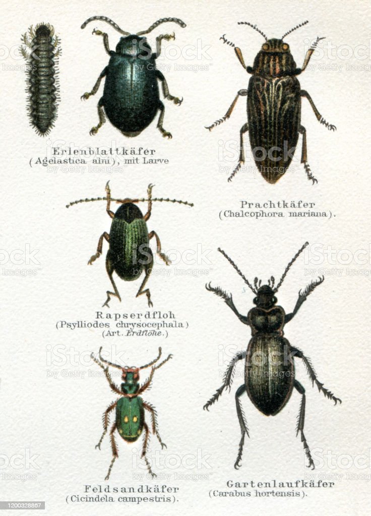 Detail Gambar Serangga Kumbang Nomer 21