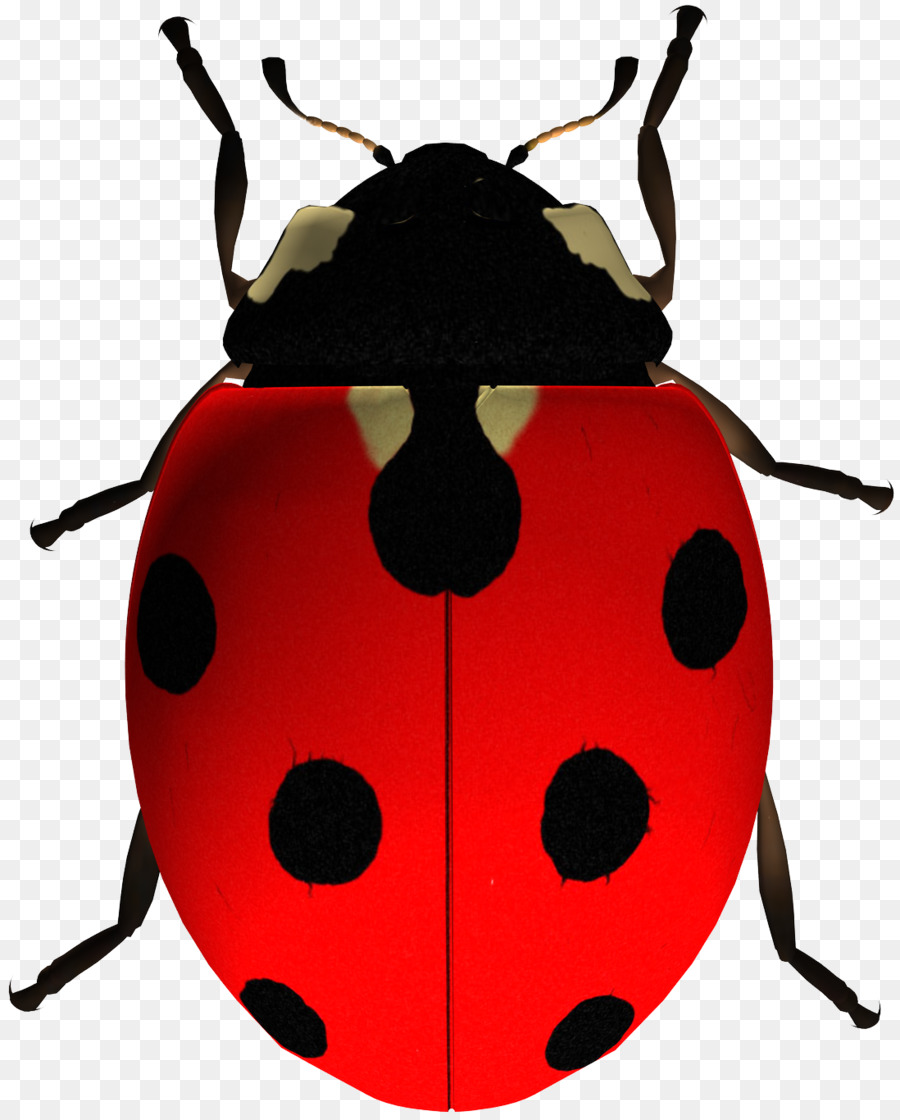 Detail Gambar Serangga Kumbang Nomer 8