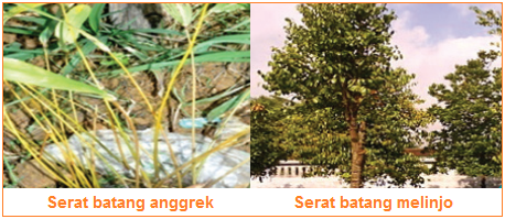 Detail Gambar Serat Batang Anggrek Nomer 2