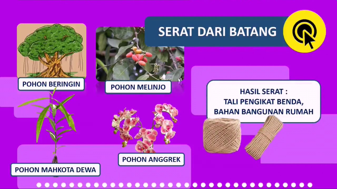 Detail Gambar Serat Batang Anggrek Nomer 40