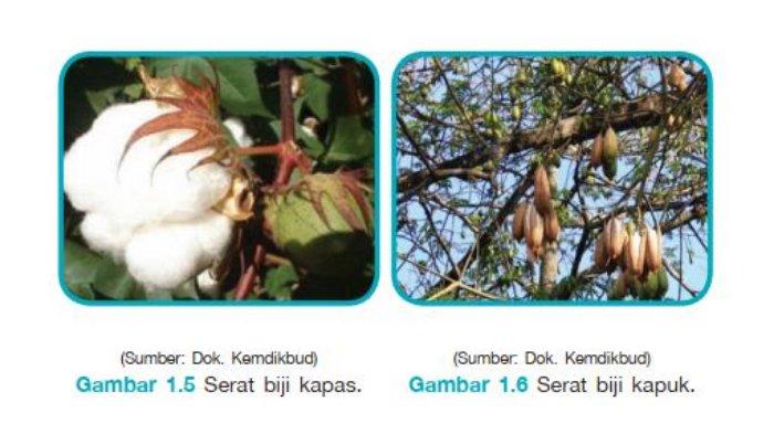 Detail Gambar Serat Dari Batang Nomer 35