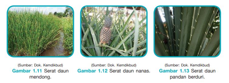 Detail Gambar Serat Daun Yang Bagu Nomer 10