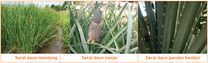 Detail Gambar Serat Daun Yang Bagu Nomer 14