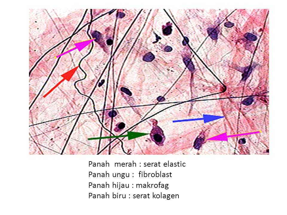 Detail Gambar Serat Elastin Nomer 9