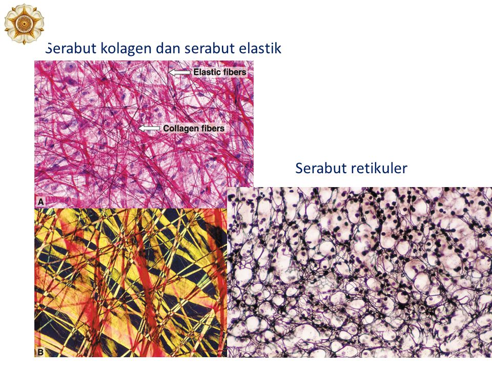 Detail Gambar Serat Elastin Nomer 18